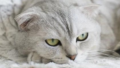 17c网站——认真聊聊——视频社区从0到1：网页版登录这样做最稳